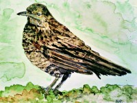 Mommy blackbird watercolour
