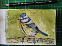 Bluetit watercolour