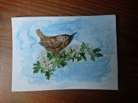 Wren on mayflower. Pencil and watercolour