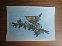 Wren on mayflower, pen and watercolour