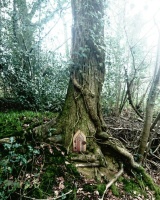 Broadmoor woods fairy door Holywell lane