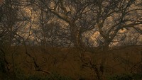 Art edited photo, Lickey Hills