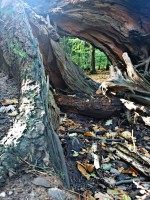 Cover Photo: playing in the woods