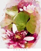 watercolour edit waterlillies