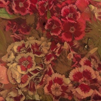 Sweet William