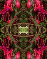 Fushia kaleidoscope