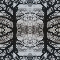 Avrils oak kaleidoscope