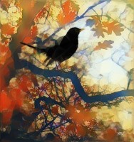 Blackbird in the oak